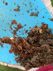 Polydesmus complanatus