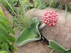 Haemanthus humilis hirsutus