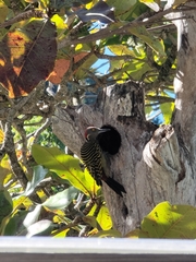 Melanerpes striatus
