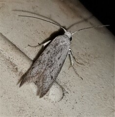 Heteromicta pachytera