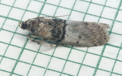 Sciota vetustella