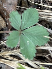 Potentilla canadensis
