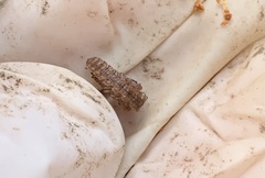 Polydesmus complanatus