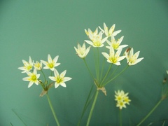 Nothoscordum bonariense