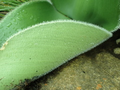 Haemanthus humilis hirsutus