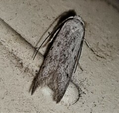 Heteromicta pachytera