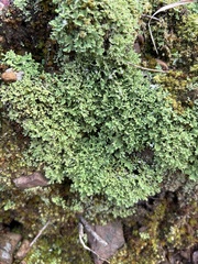 Cladonia apodocarpa