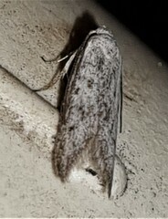 Heteromicta pachytera