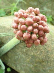 Haemanthus humilis hirsutus