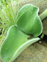 Haemanthus humilis hirsutus