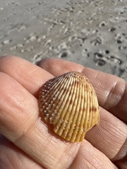 Dallocardia muricata