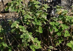 Pseudodictamnus hirsutus