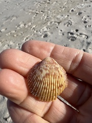 Dallocardia muricata