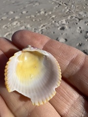 Dallocardia muricata