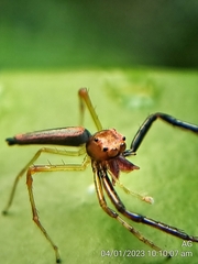 Viciria pavesii