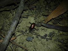 Ecnolagria rufescens