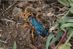 Hemipepsis tamisieri