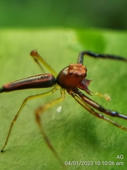 Viciria pavesii