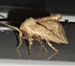 Anaxidia lozogramma