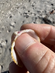 Dallocardia muricata
