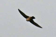 Ptyonoprogne concolor