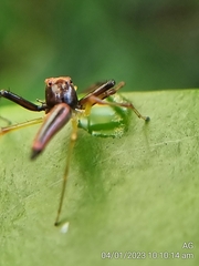 Viciria pavesii