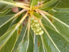 Phytolacca tetramera