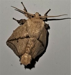Anaxidia lozogramma