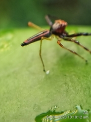 Viciria pavesii