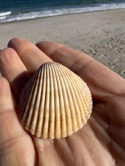 Dallocardia muricata