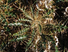 Ptilostemon hispanicus