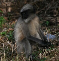Semnopithecus hypoleucos