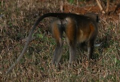 Semnopithecus entellus