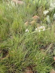 Moraea pubiflora