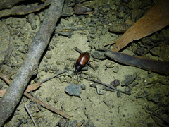 Ecnolagria rufescens