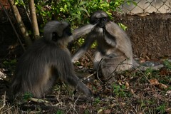 Semnopithecus hypoleucos