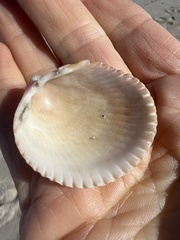Dallocardia muricata
