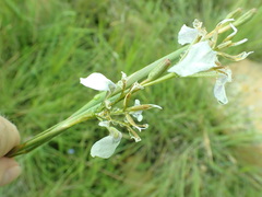 Moraea pubiflora