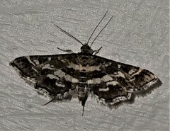 Diasemiopsis ramburialis