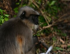 Semnopithecus hypoleucos