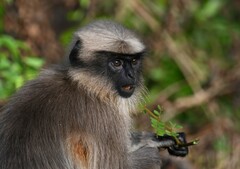 Semnopithecus hypoleucos