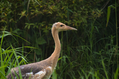 Grus japonensis