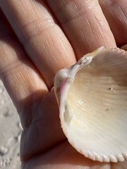Dallocardia muricata