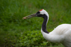 Grus japonensis