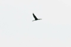 Anhinga melanogaster