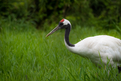 Grus japonensis