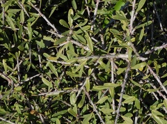 Rhamnus oleoides