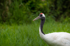 Grus japonensis