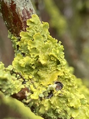 Xanthoriicola physciae