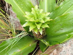 Eucomis montana